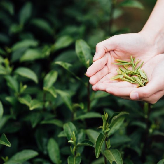 picking-tea-leaves-in-tea-garden-2021-08-28-14-47-56-utc