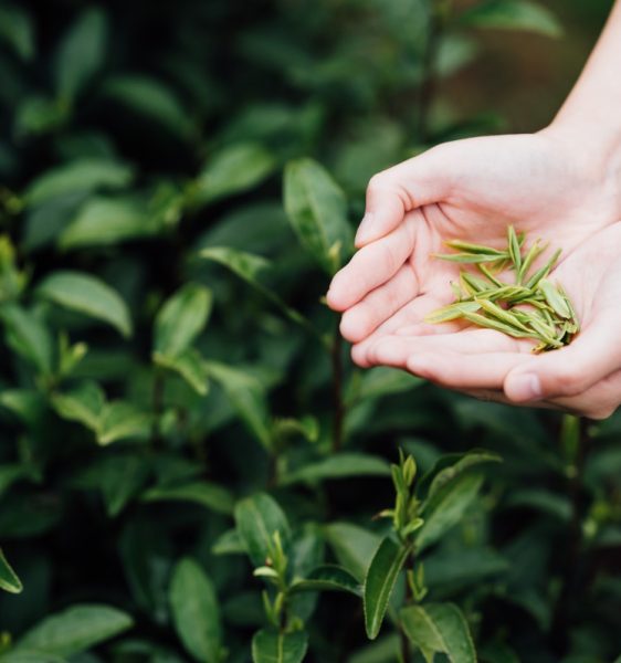 picking-tea-leaves-in-tea-garden-2021-08-28-14-47-56-utc